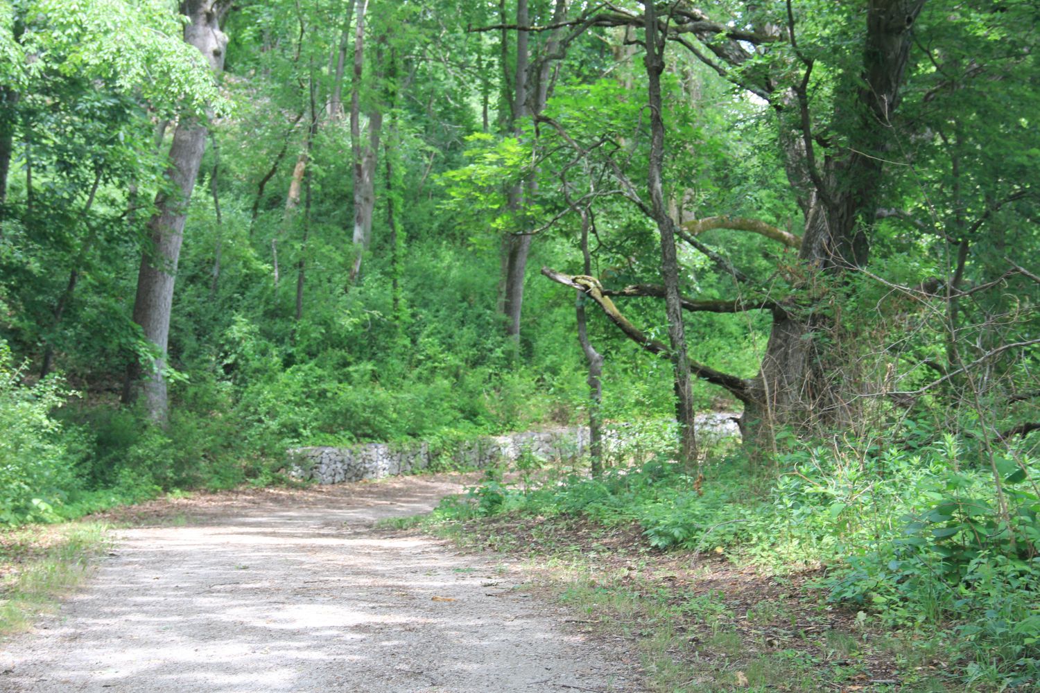 Badger Park Trail 